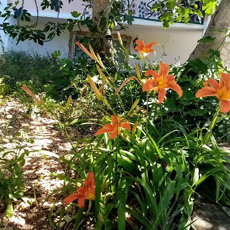 6 * Vinišće