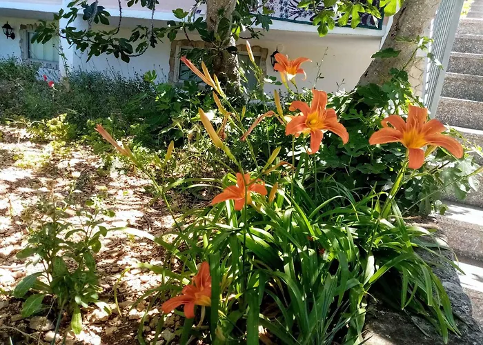 6 * Vinišće